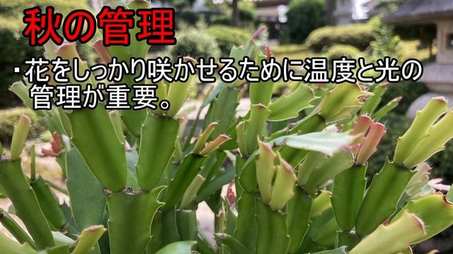 シャコバサボテンの育て方　重要な秋の管理 смотреть онлайн