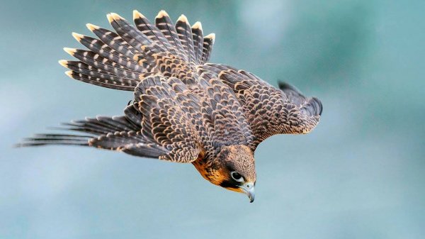 САПСАН (360км ч) - самая быстрая и смертельно точная птица в мире!