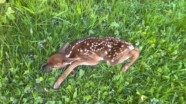 Lewis Daylily Garden, new baby deer, 5-16-23 смотреть онлайн