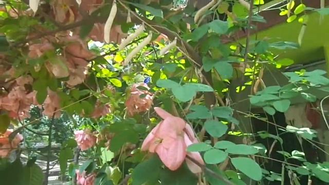 Mussaenda Flower Plant смотреть онлайн