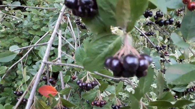Aronia (Aronia Mitschurinii) - Marja-aronia смотреть онлайн