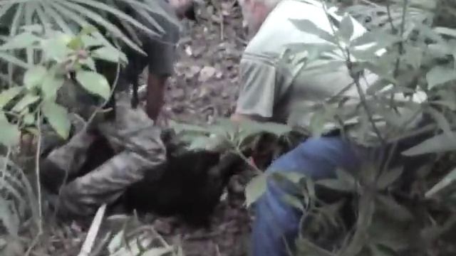Hog Hunting Florida Style/ Swampmonster Kennels/ Oct 8th 2014 Hunt смотреть онлайн