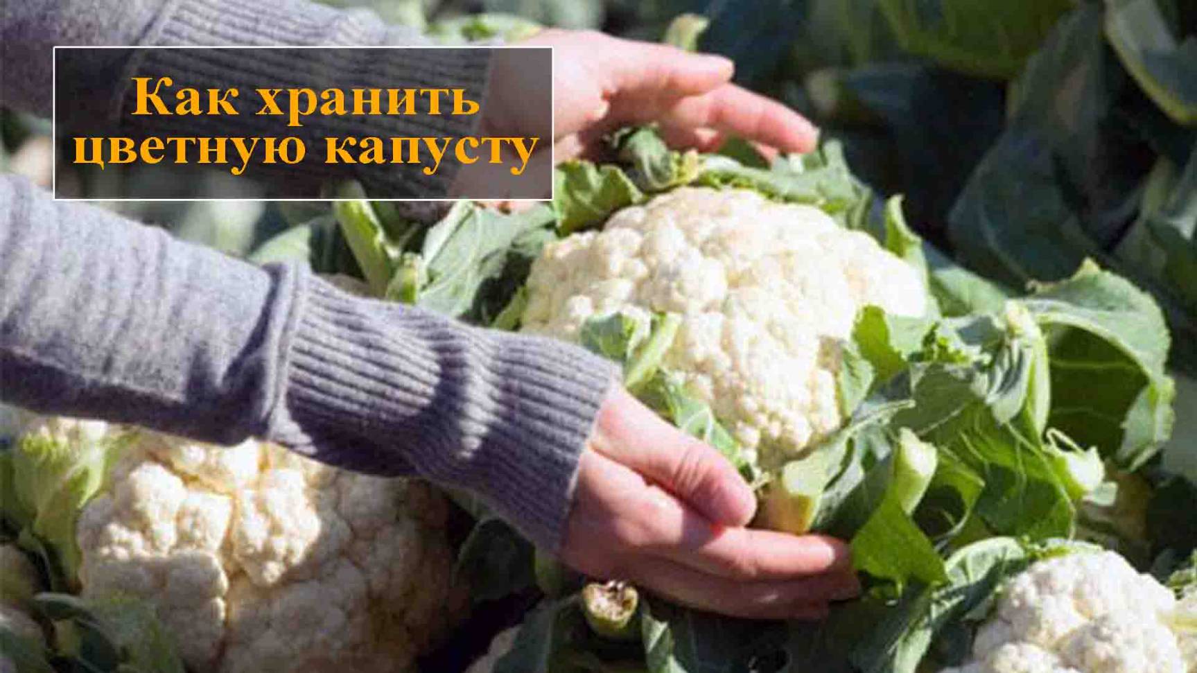 Как хранить цветную капусту смотреть онлайн