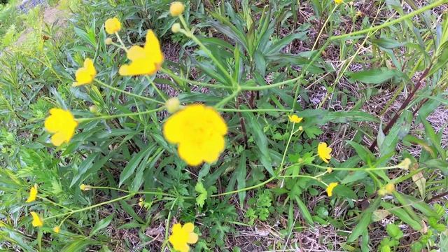 やっと春が来た！ ③ミツバツチグリ！ Potentilla freyniana. смотреть онлайн
