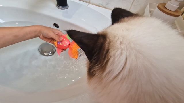 Un nouvel ami pour l'adorable chaton Talia 😻 смотреть онлайн