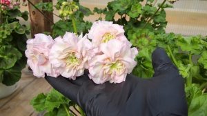 #721. Совершенная красавица ЮВ Северная Андромеда