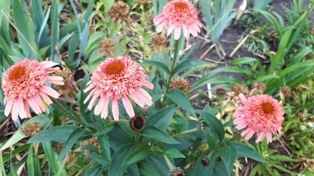 Эхинацея смотреть онлайн