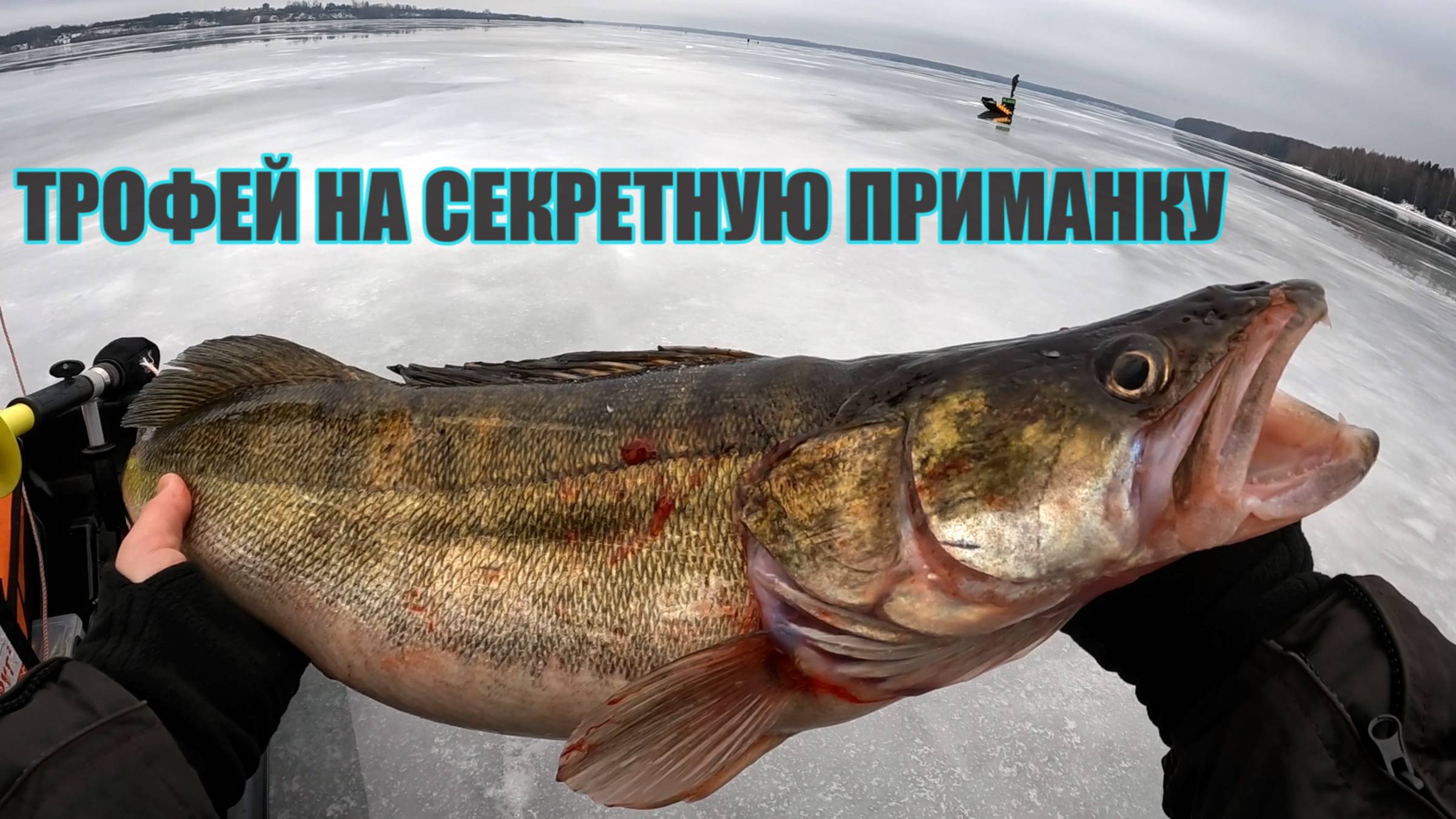 СЕКРЕТНАЯ ПРИМАНКА НА ТРОФЕЙНОГО СУДАКА ! Зимняя рыбалка 2025 в новом месте. Ловля судака на Волге. смотреть онлайн
