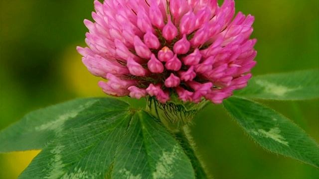 Top Most Natural Treatments To Increase Breast Size- Red Clover, Fennel Seeds - How TO Use смотреть онлайн