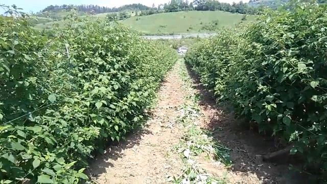 Miker Mirnesova Malina