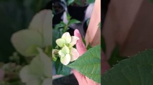 Гибридная (ампельная) гортензия Френч Болеро Пинк💗.