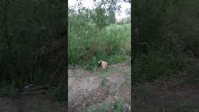 Лисички в Татышев-парке. смотреть онлайн