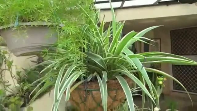 Garden overview in rainy season смотреть онлайн