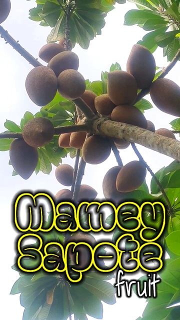 Mamey Sapote fruit #shorts смотреть онлайн