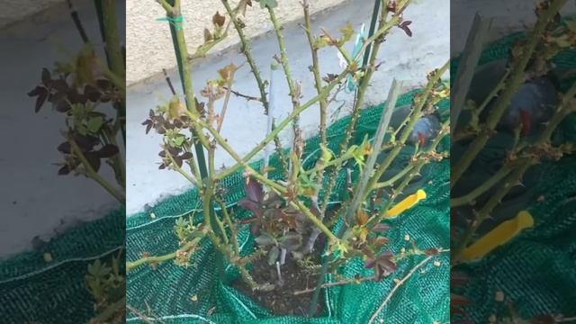 How To Stop Cats From Pooping In Garden смотреть онлайн