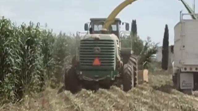 Pampa Verde BMR6 - Sorgo Forrajero Foto Sensible de Nervadura Cafe 6 смотреть онлайн