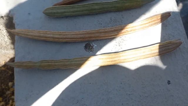 ASI SE DA LA MORINGA, ARBOL, VAINA Y SEMILLA смотреть онлайн