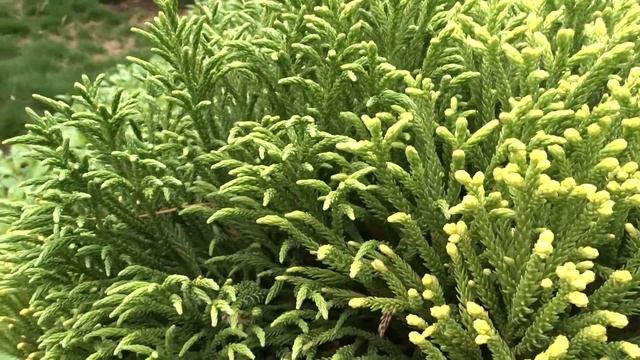 Cryptomeria japonica ´Little Champion´ смотреть онлайн