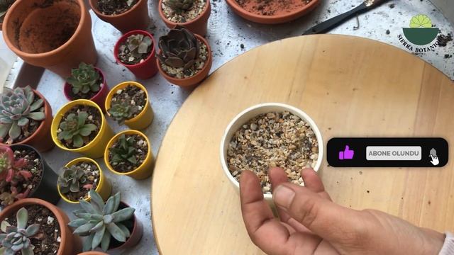 Evde Hediyelik Dekoratif 8 Saksılı Canlı Sukulent Aranjman Nasıl Yapılır - Bakılır / flower design смотреть онлайн