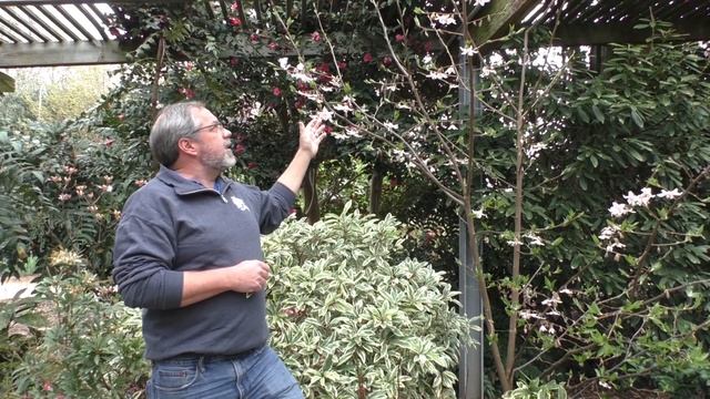 "Melliodendron xylocarpum 'Suzuki Pink'" смотреть онлайн