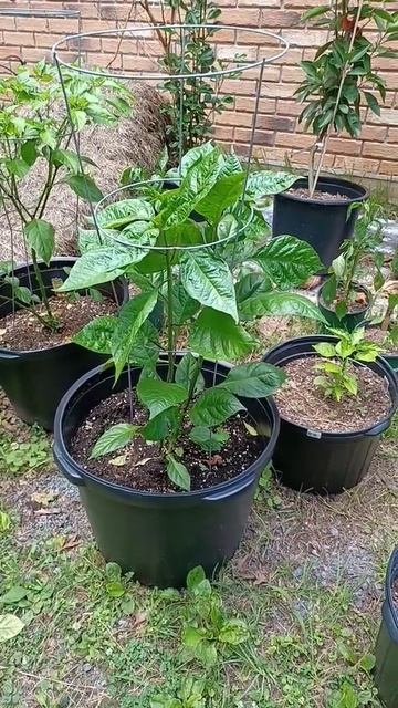 UPDATE CAROLINA REAPER 5-22-22 смотреть онлайн