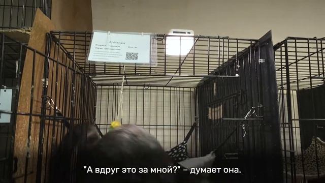 АЛЁНОЧКА смотреть онлайн