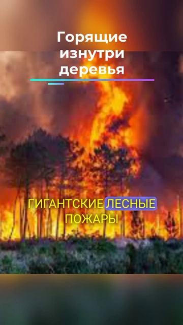 Горящие изнутри деревья! смотреть онлайн