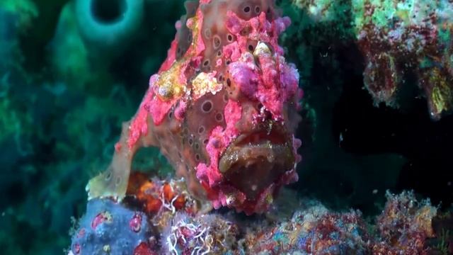 Подводный мир коралловый риф съёмка дроном #путешествия #океан #отдых