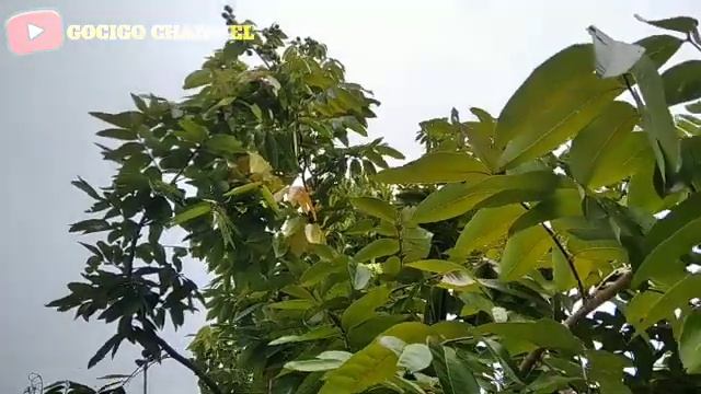 waktu yang tepat & cara membungkus buah kelengkeng@gocigo смотреть онлайн