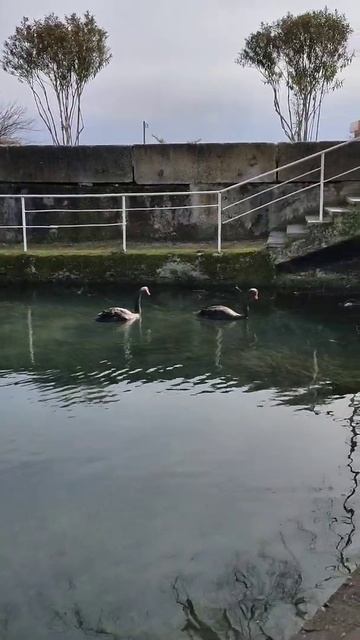 Самшитовая роща. Новый Афон. смотреть онлайн