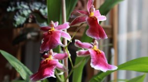 Орхидея камбрия в городской квартире. Важные аспекты содержания