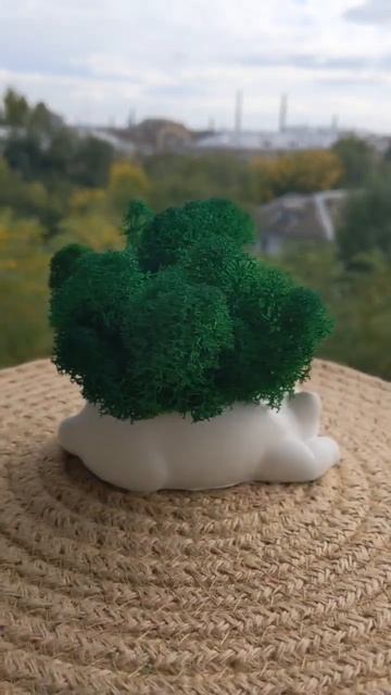 Мох стабилизированный, кашпо "Кот" смотреть онлайн