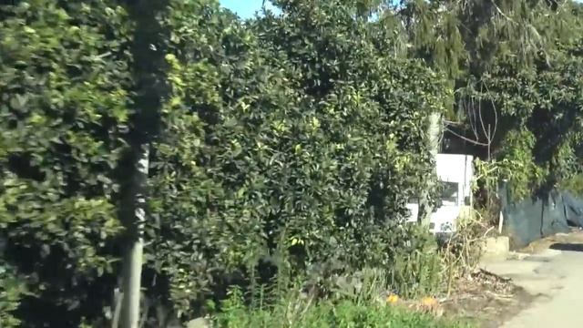 CLEMENTINE DELLA PIANA INVENDUTE, ARRIVA UN’INTERPELLANZA DEL DEPUTATO CANNIZZARO | IL VIDEO смотреть онлайн