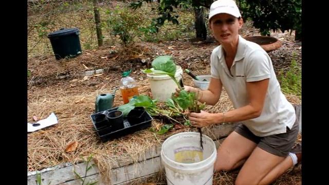 How to Grow Comfrey Plants for Free! смотреть онлайн