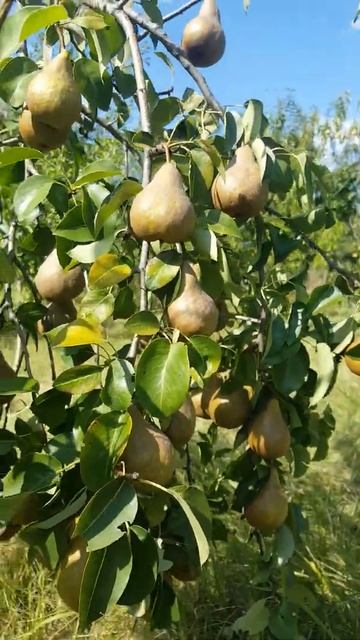 Pere soi untoasa bosc 10.09.21 смотреть онлайн
