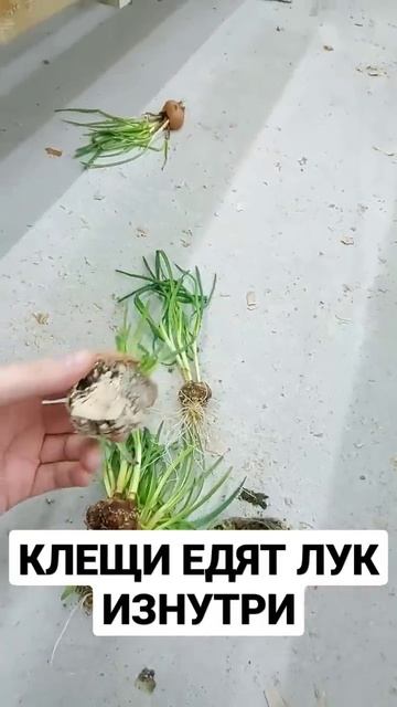 КЛЕЩИ ЕДЯТ ЛУК ИЗНУТРИ смотреть онлайн
