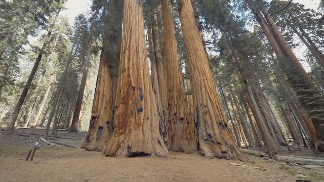 Dove crescono le SEQUOIE più grandi al mondo - Road trip pt.3 смотреть онлайн