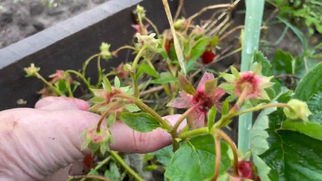 Полуниця Купчиха смотреть онлайн