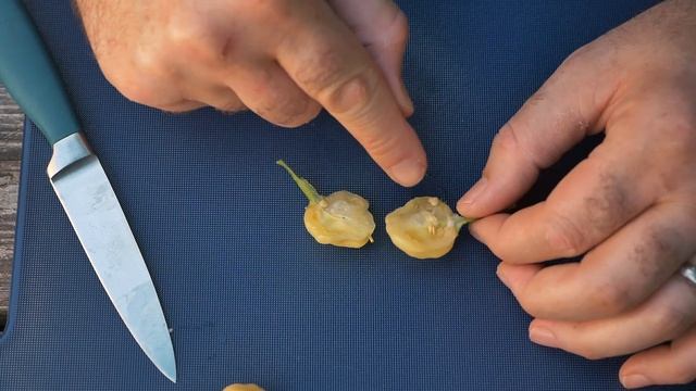 Peach Fantasy - Episode 3: Checking out Chillies with ChilliChump смотреть онлайн