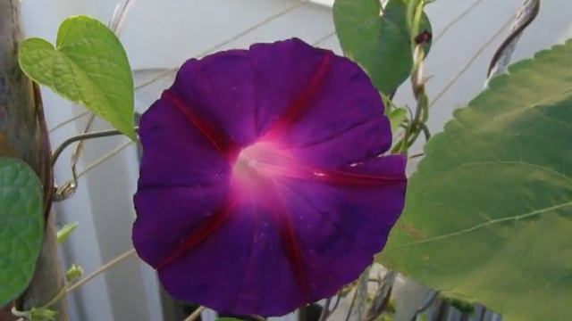 Canna Embassy Morning Glory смотреть онлайн