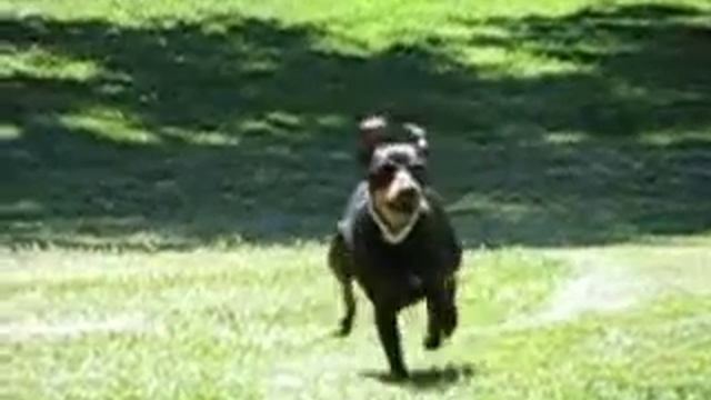Zira Slowmotion смотреть онлайн