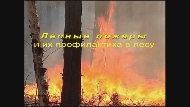 Лесные пожары и их профилактика в лесу