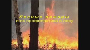 Лесные пожары и их профилактика в лесу