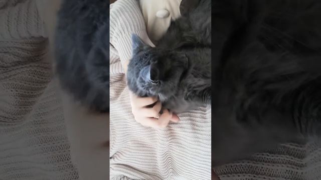 кот Супчик любит почесушки смотреть онлайн