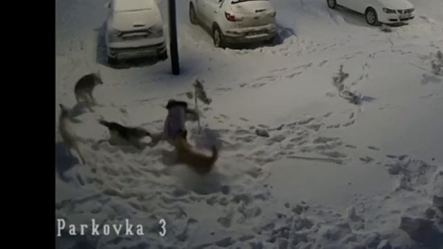 Собачник - головного мозга, почему нельзя прикармливать бродячих собак. смотреть онлайн