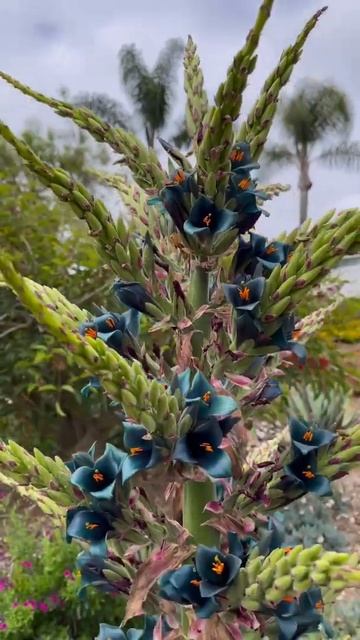 Puya Alpestris смотреть онлайн