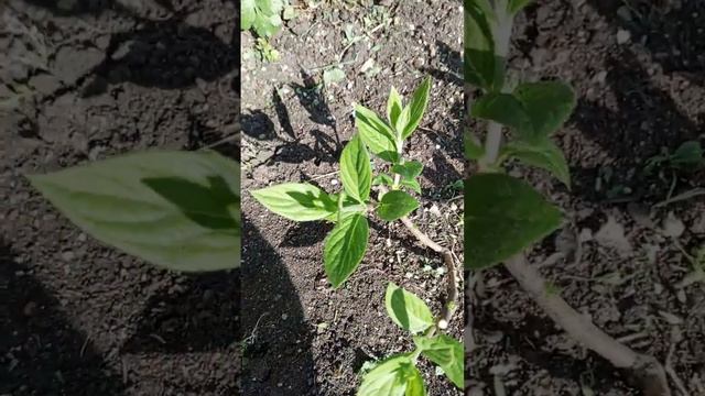 🌸НОРМИРОВКА МЕТЕЛЬЧАТОЙ ГОРТЕНЗИИ В ОТКРЫТОМ ГРУНТЕ ✨ смотреть онлайн