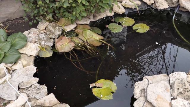 Нимфеи после сезона, вот это состояние!! смотреть онлайн