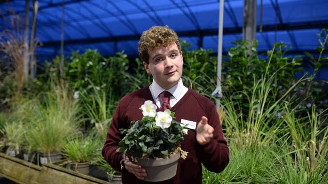 Plant of the Week - Christmas Rose 'Helleborus niger' смотреть онлайн