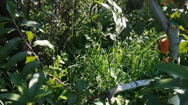 Персик Київський ранній смотреть онлайн